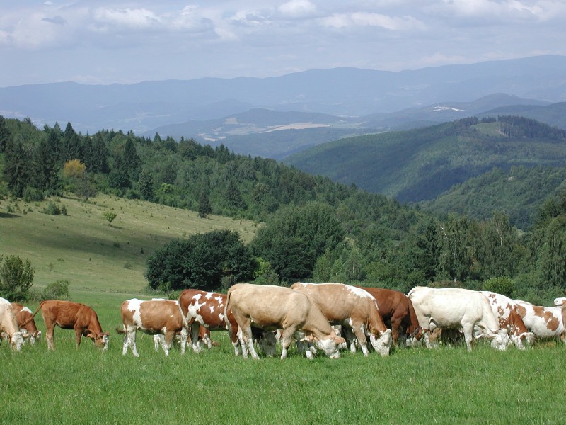 pepajs.cz